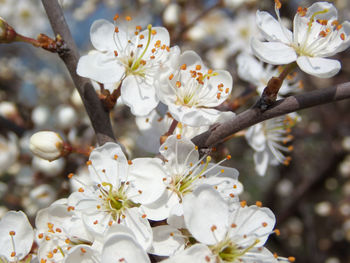 Close-up of white cherry blossoms in spring