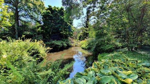 Scenic view of river amidst trees in forest