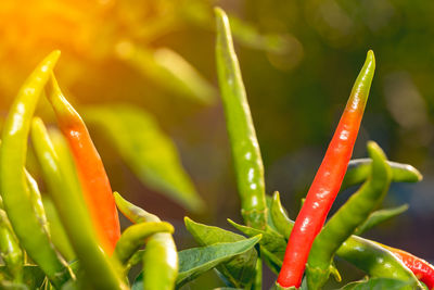 Close-up of red chili peppers on plant