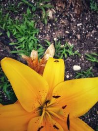 High angle view of yellow flowering plant