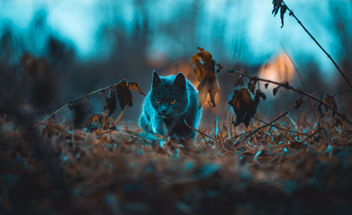 Close-up of cat on field