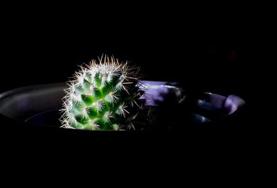 Firework display over black background