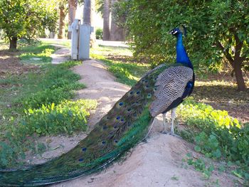 Peacock in grass