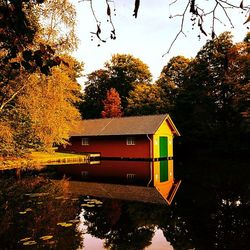 Reflection of trees in water