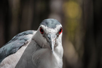 Close-up portrait of bird