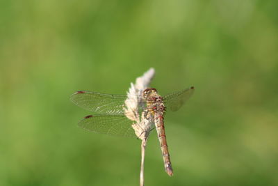 Close-up of dragonfly on grass with only three wings 