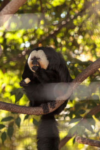 Close-up of monkey on tree branch