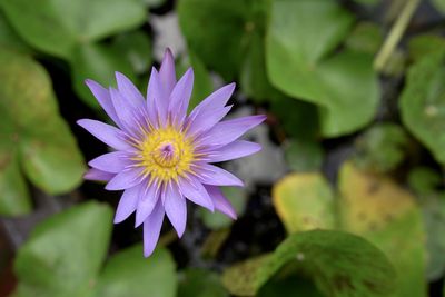 Close-up of purple water lily