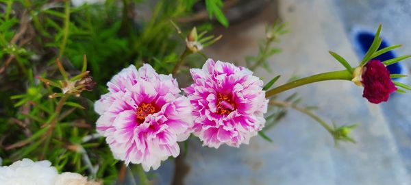 Close-up of pink flowering plant