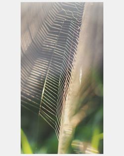 Close-up of leaves