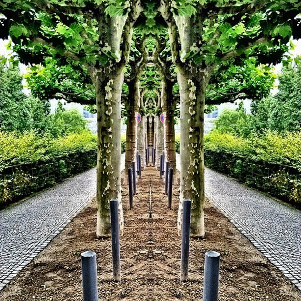 tree, the way forward, arch, built structure, architecture, diminishing perspective, in a row, day, footpath, sunlight, religion, outdoors, no people, growth, shadow, tranquility, vanishing point, walkway, architectural column, green color