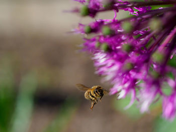 Close-up of bee pollinating on flower