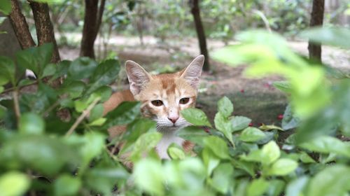 Portrait of a cat