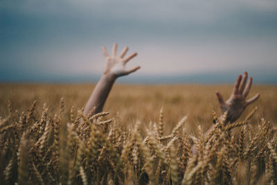 View of crop in field. hands under sky