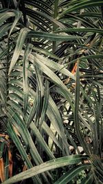 Full frame shot of plants growing on field