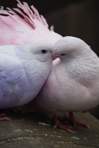 Close-up of birds