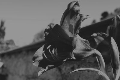 Close-up of wilted flower plant against sky