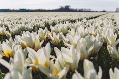 Close-up of white flowering plants