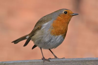 Close-up of bird perching outdoors