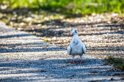 Close-up of seagull perching on the ground