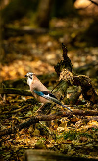 Close-up of bird perching on plant