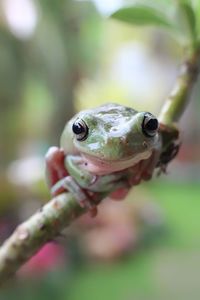 Close-up of frog on leaf