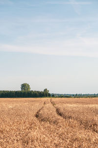 Scenic view of agricultural field against sky