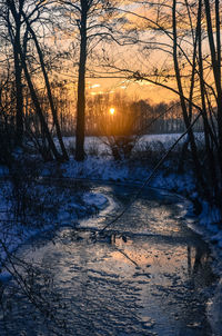 Sun shining through trees