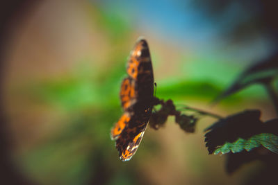 Close-up of butterfly on leaf