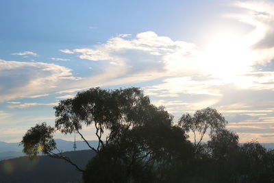 Low angle view of silhouette tree against sky