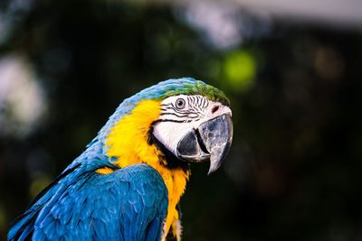 Close-up of a parrot