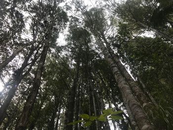 Low angle view of trees in forest against sky