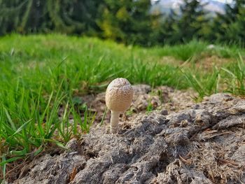 Close-up of mushroom on field