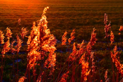 Close-up of plants on field against sky during sunset