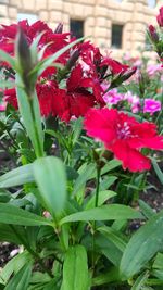 Close-up of pink flowering plants
