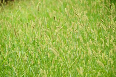 Close-up of wheat field