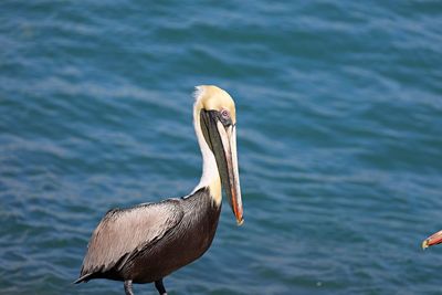 Close-up of pelican on sea