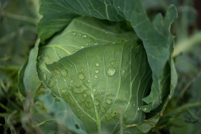 Close-up of wet plant leaves during rainy season