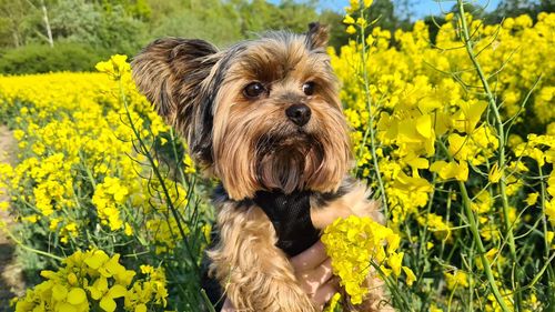 Portrait of dog with yellow flowers