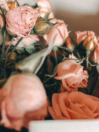 Close-up of roses on plant