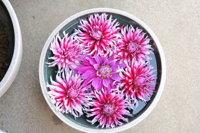 High angle view of pink flowers in bowl
