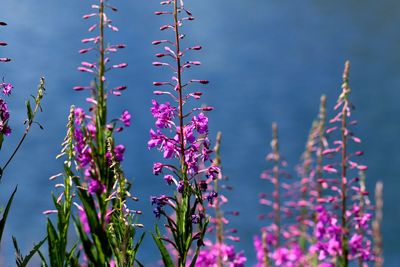 Close-up of pink flowering plants against sky