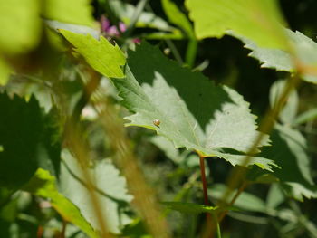 Close-up of insect on plant