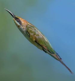 Close-up of bird perching on plant