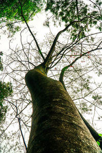 Low angle view of bare tree against sky