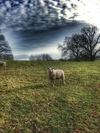 Trees on grassy field against cloudy sky