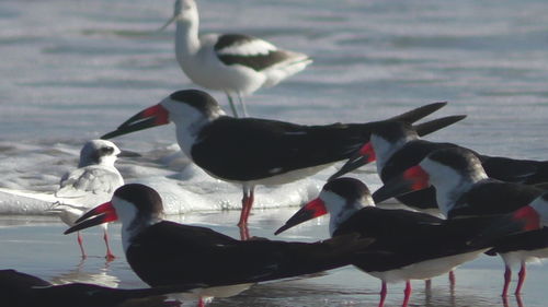 Seagulls by lake