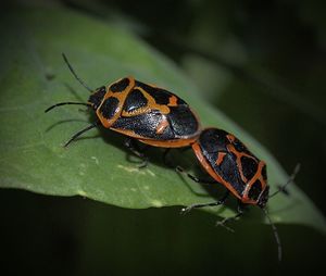 Close-up of bugs mating on leaf