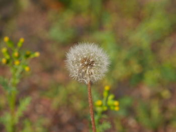 Close-up of dandelion on field
