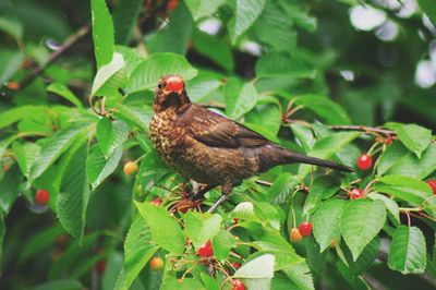 Close-up of bird perching on leaf